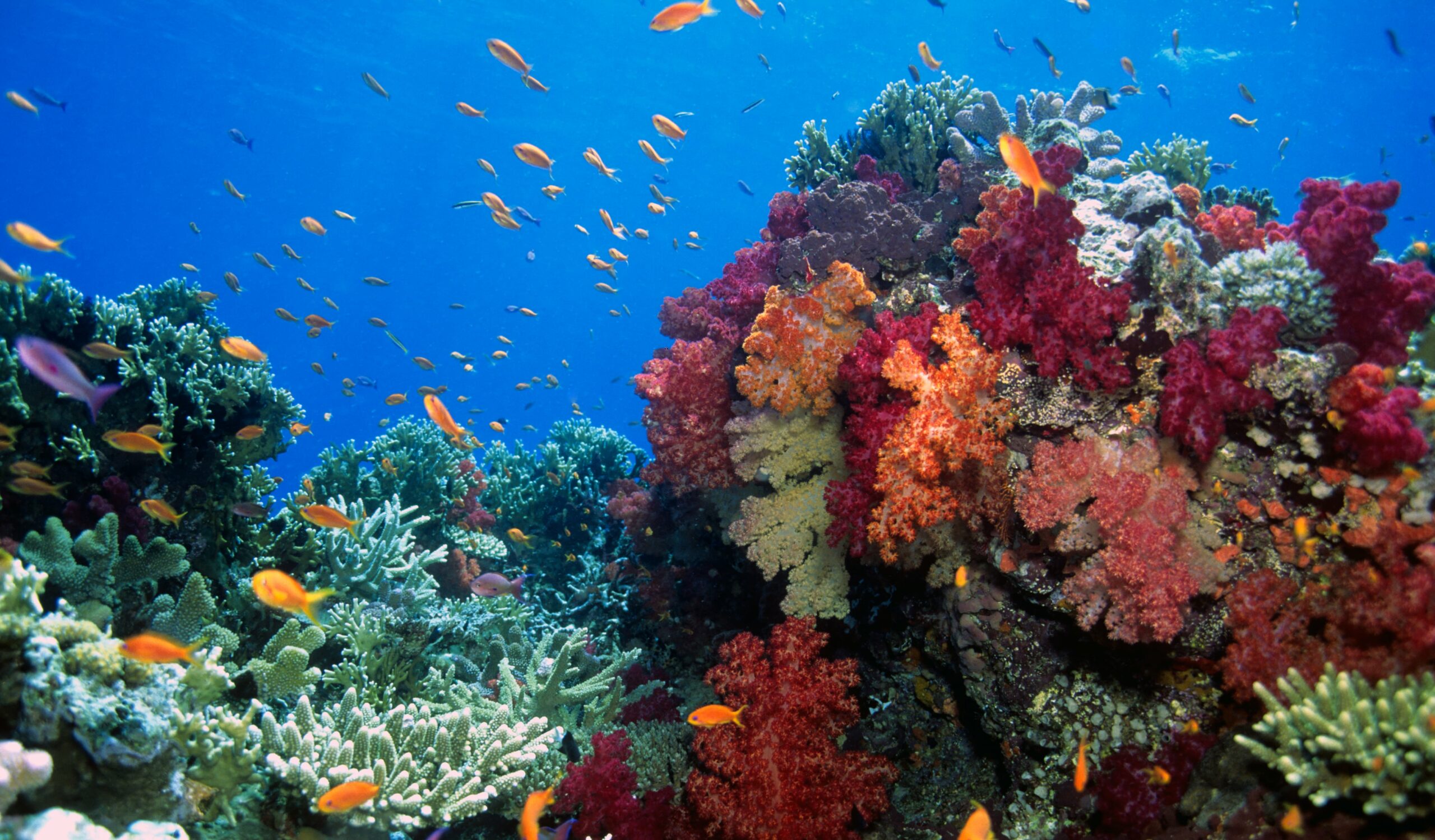 Fiji coral reefs