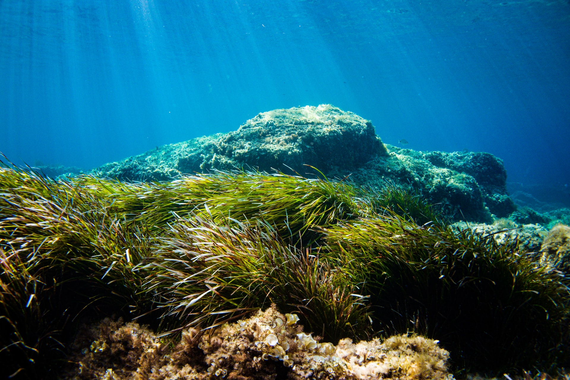 Seagrass Meadow