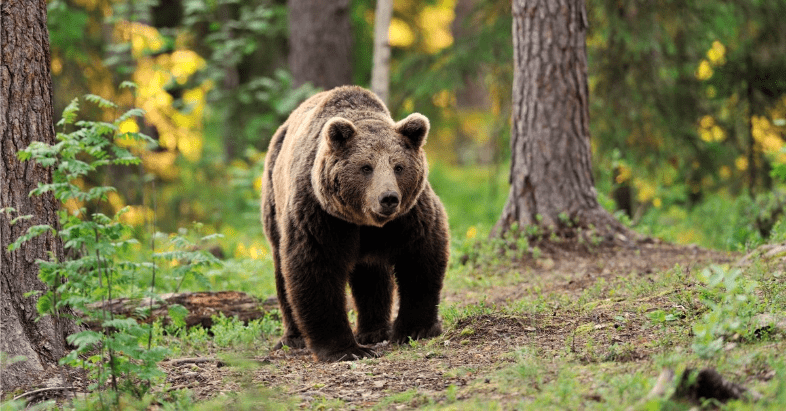 Sustainability news April 2022 Brown bears Barcelona