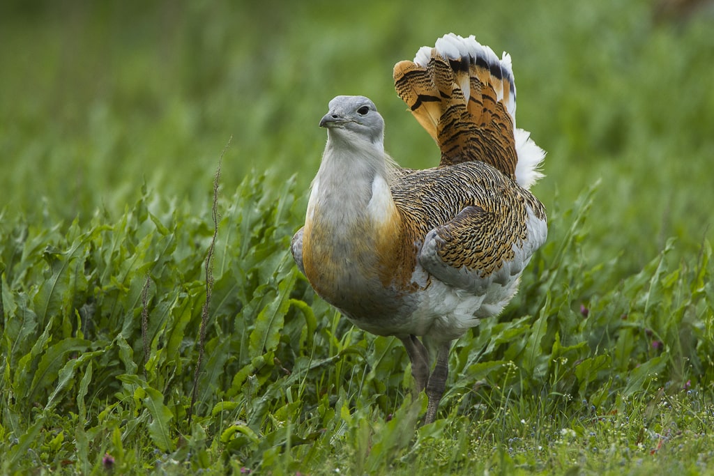 Sustainability News Roundip - Image 3 - Great Bustard