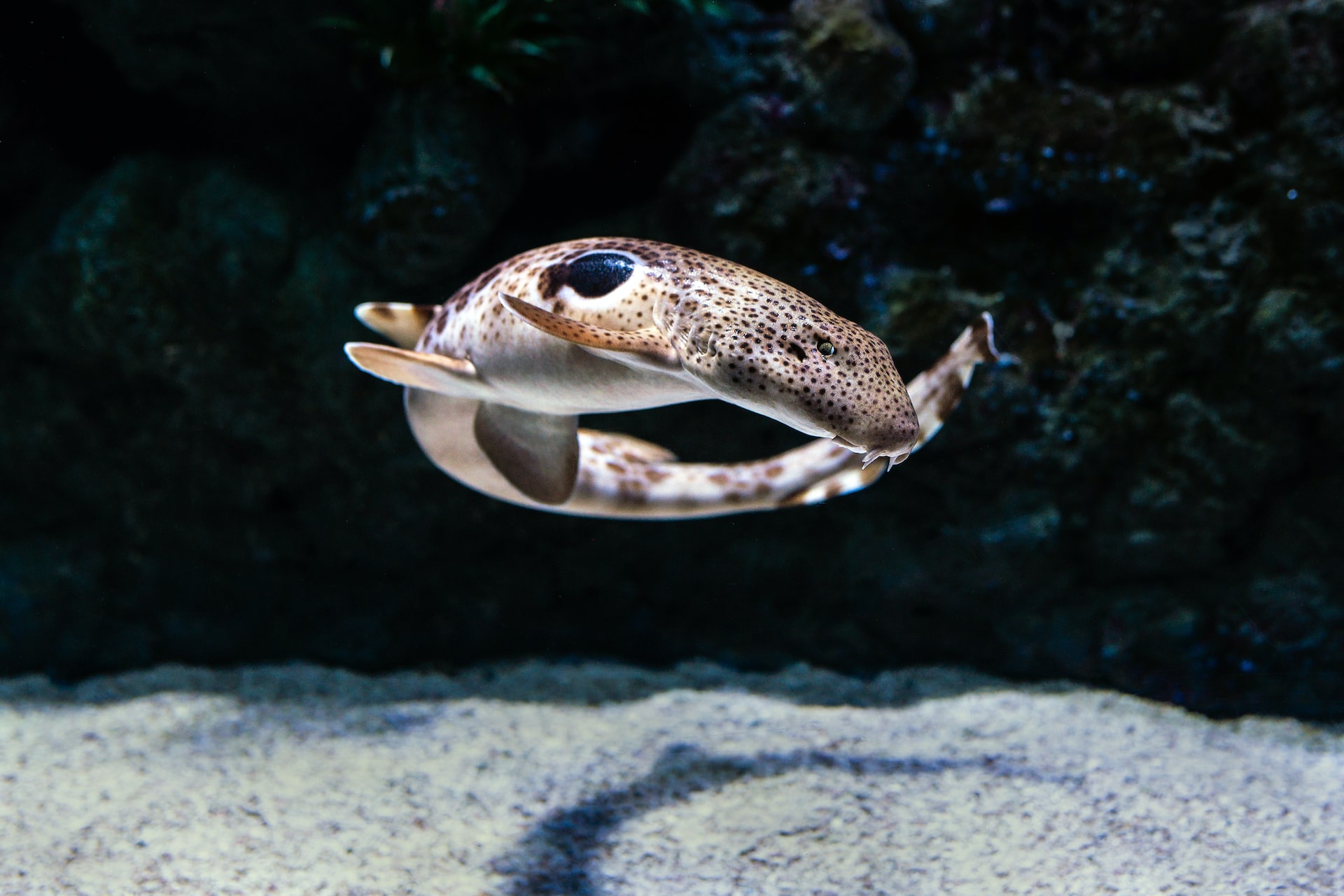 Epaulette Shark