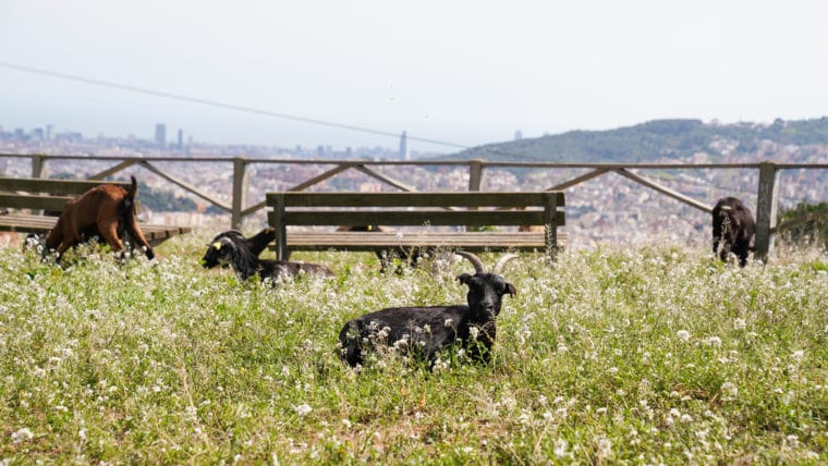 Goats in Barcelona-min