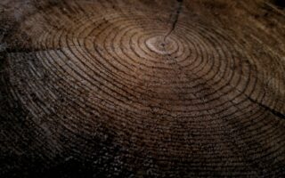 The history of sustainability - featured image 2