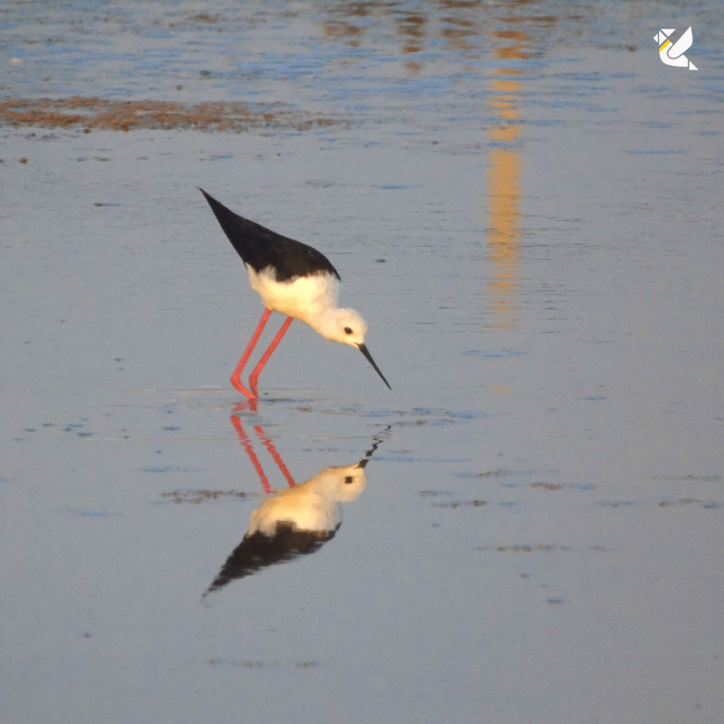 Black winged stilt in spain with reflection-min