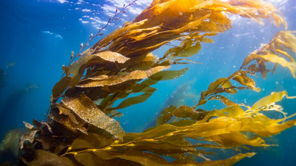 This, is Kelp (growing in the wild)