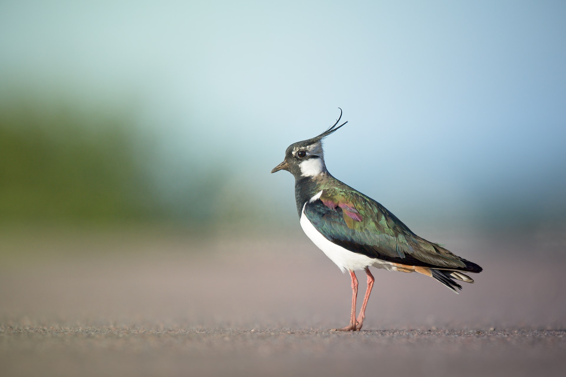 Sustaianbility news roundup Jan 2023 - Image 2 - Lapwing 