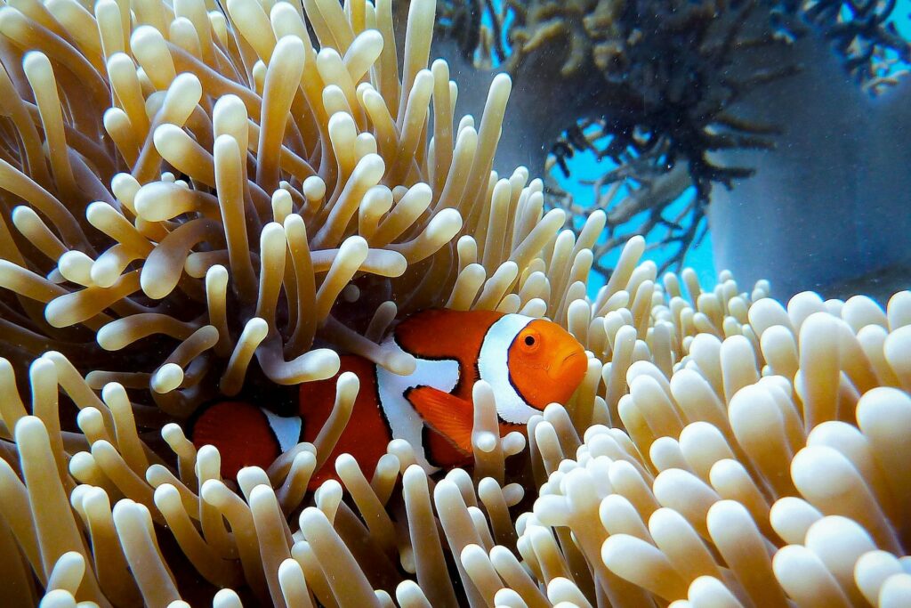 Great barrier reef - clownfish