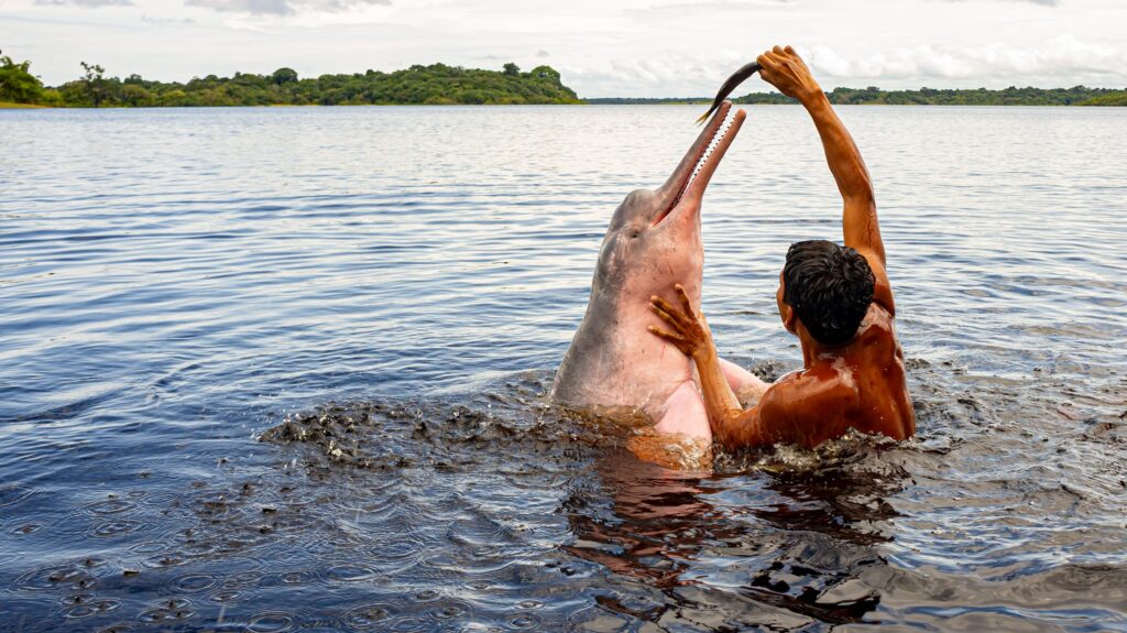 Pink Dolphin being fed