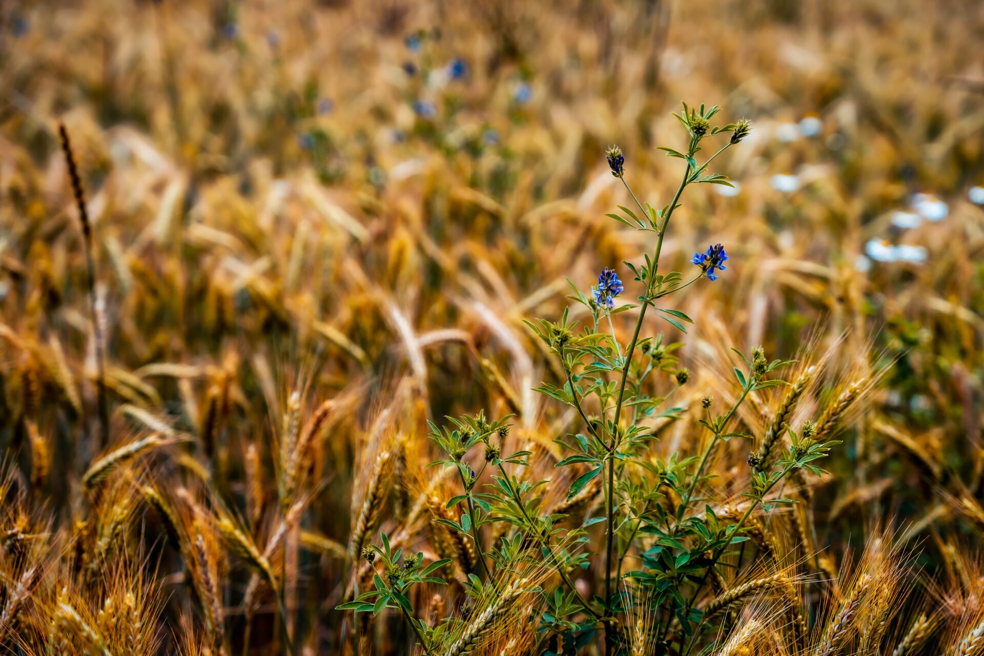 Regenerative vs Sustainable What does regenerative mean?