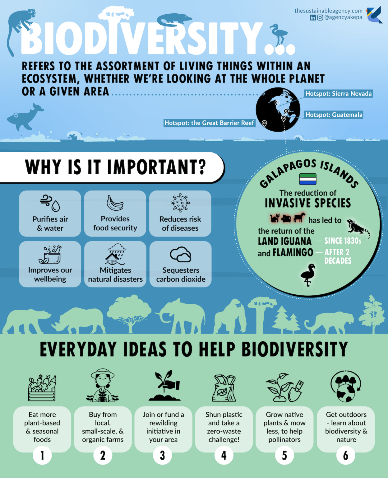 What does biodiversity mean & why is biodiversity important?