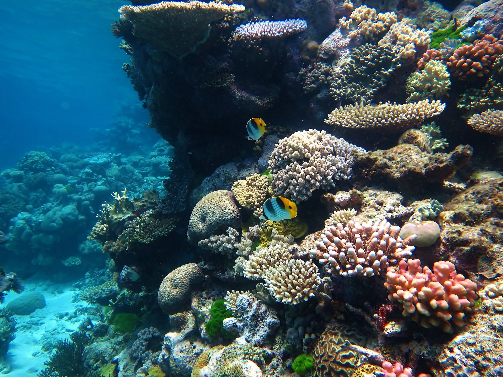 Great barrier reef gill nets to be banned by June 2027 WWF - sustainability news june 2023
