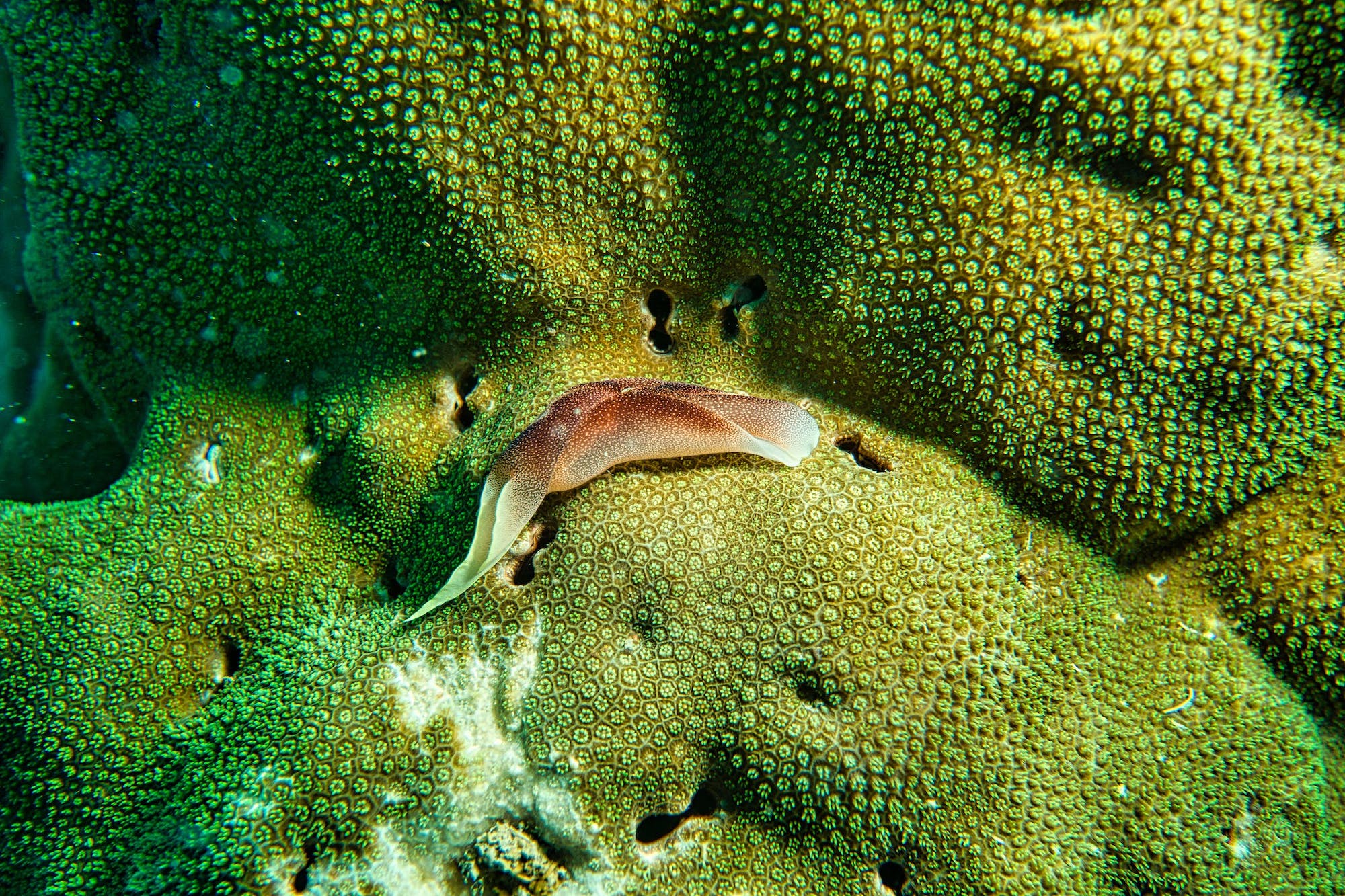 Brown slug in Indonesia