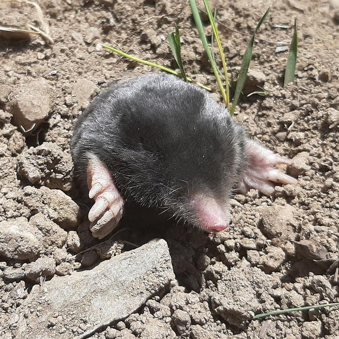 Mole Talpa hakkariensis