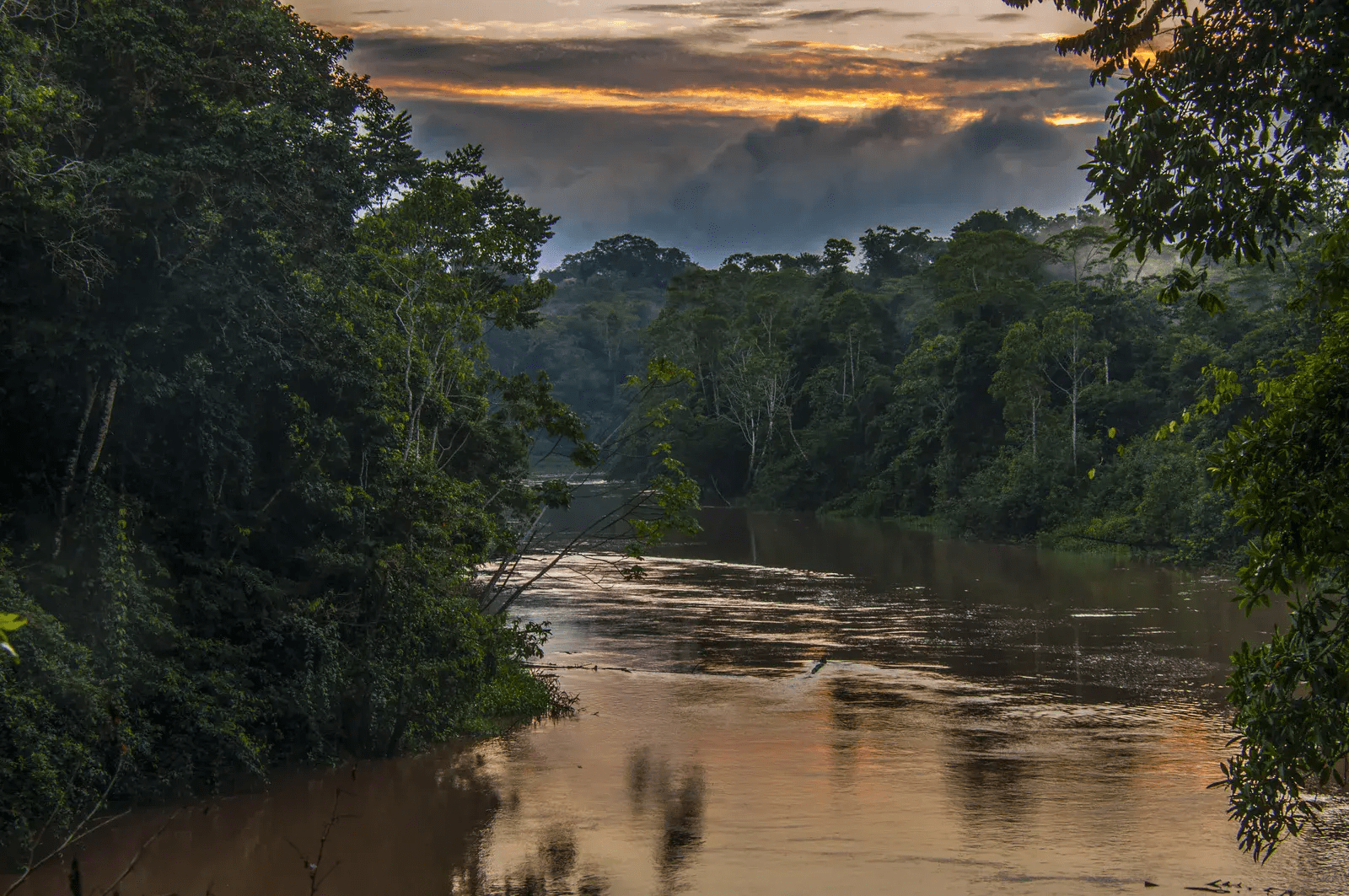 Yasuni National Park copy-min (1)