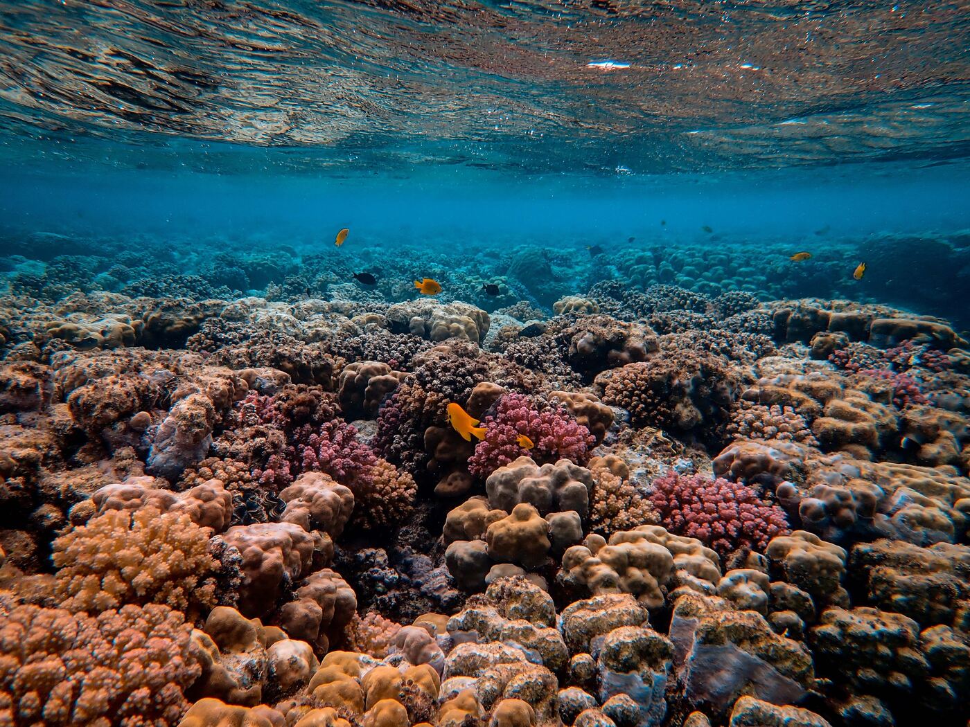 underwater photo with colourful coral and blue water