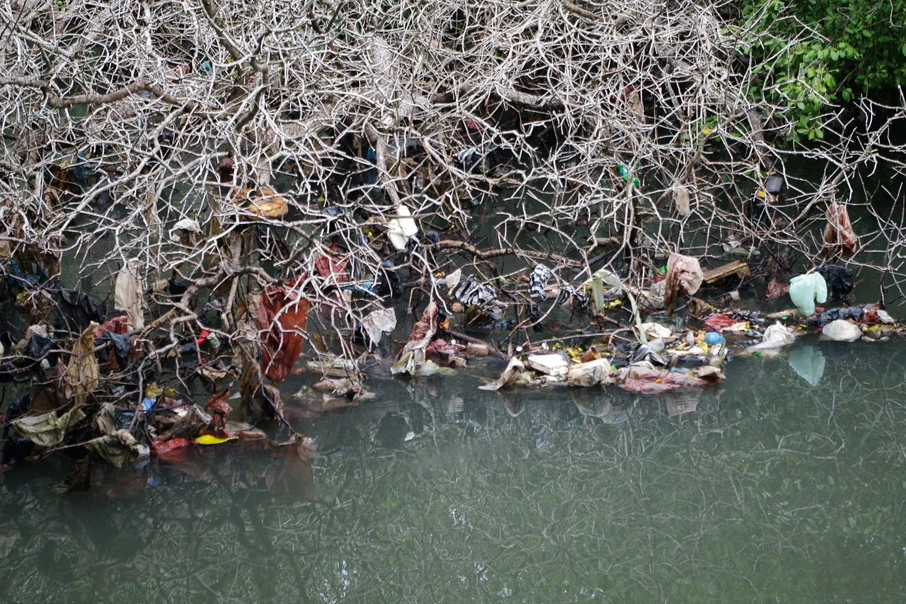 Plastic waste in Indonesia - mangroves in Bali