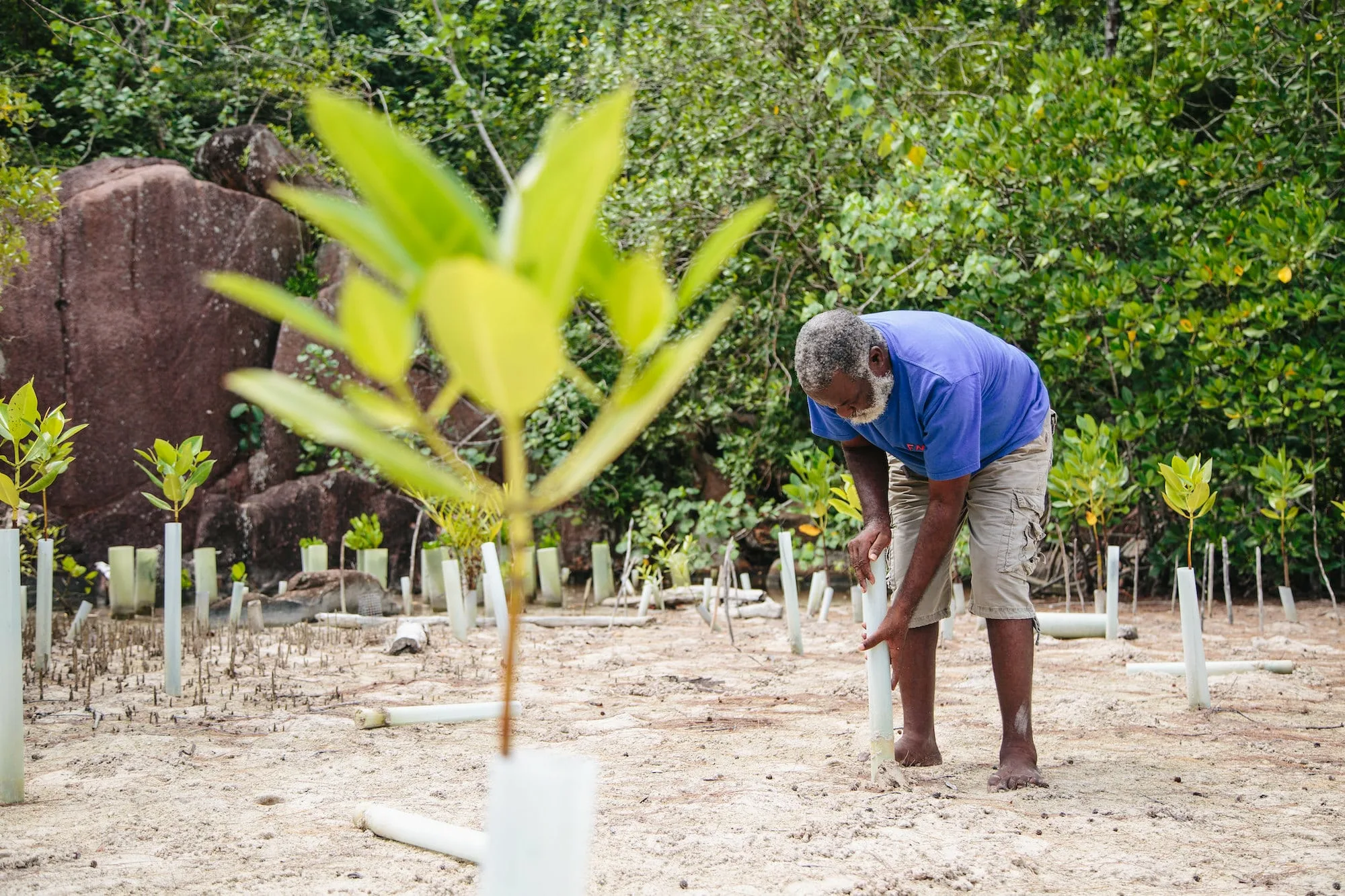 A UNEP restoration project in the Seychelles