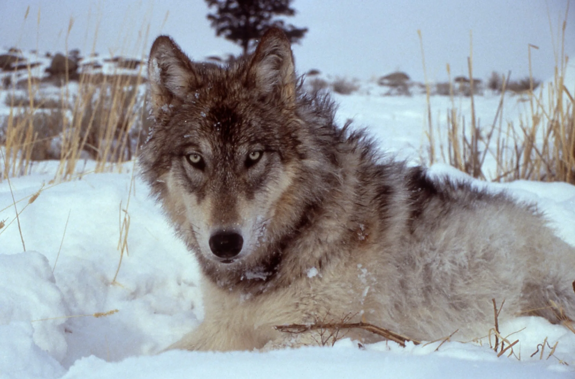 Reintroduction of gray wolves at Yellowstone National Park