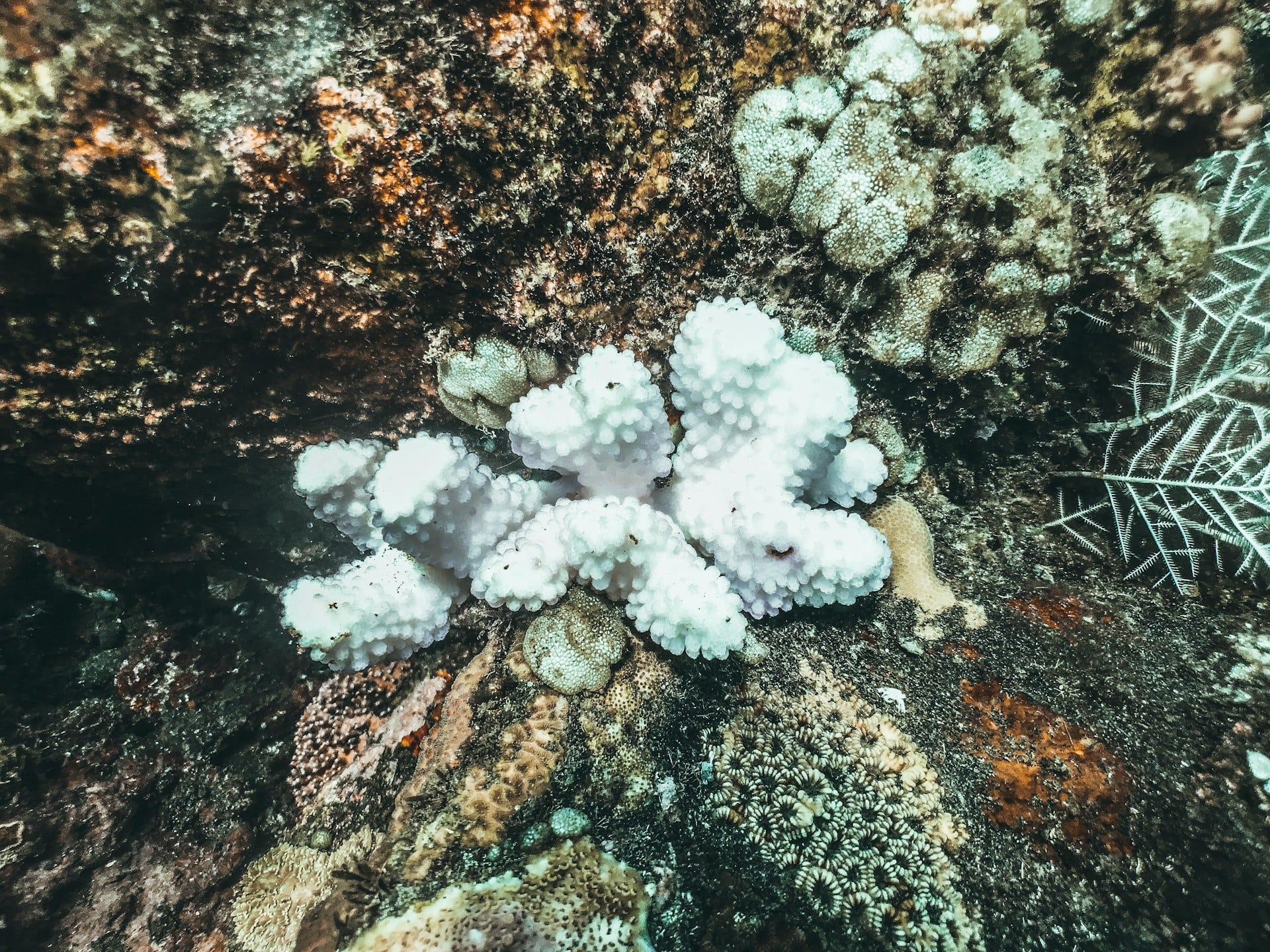 Coral bleaching is a side effect of climate change