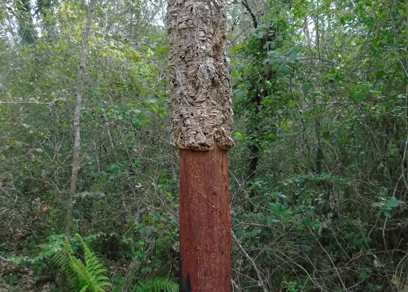 Cork tree