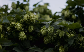 featured image of hops
