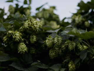 Non-alcoholic beer vs. 'real' beer: what are the differences, besides ABV?