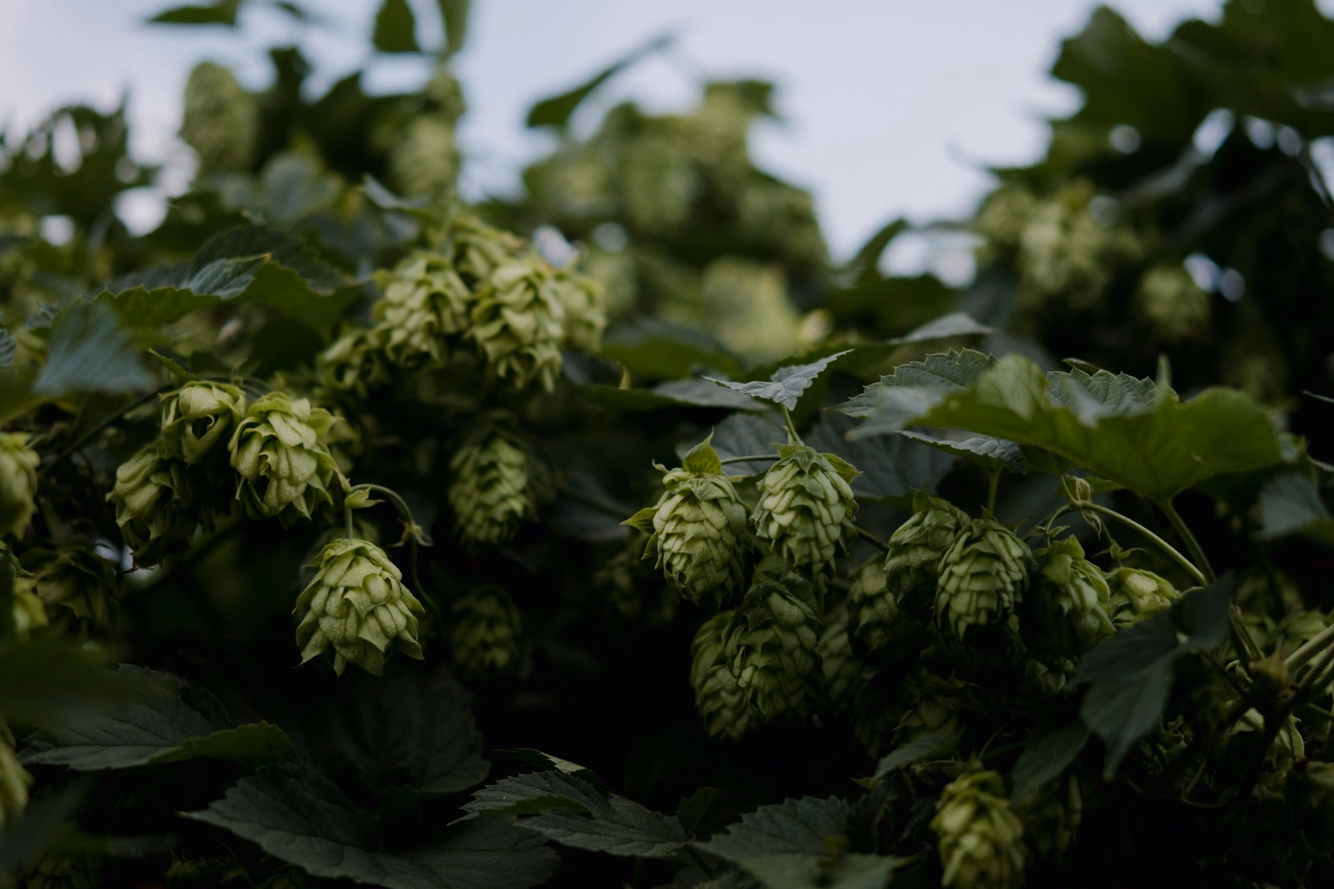 featured image of hops