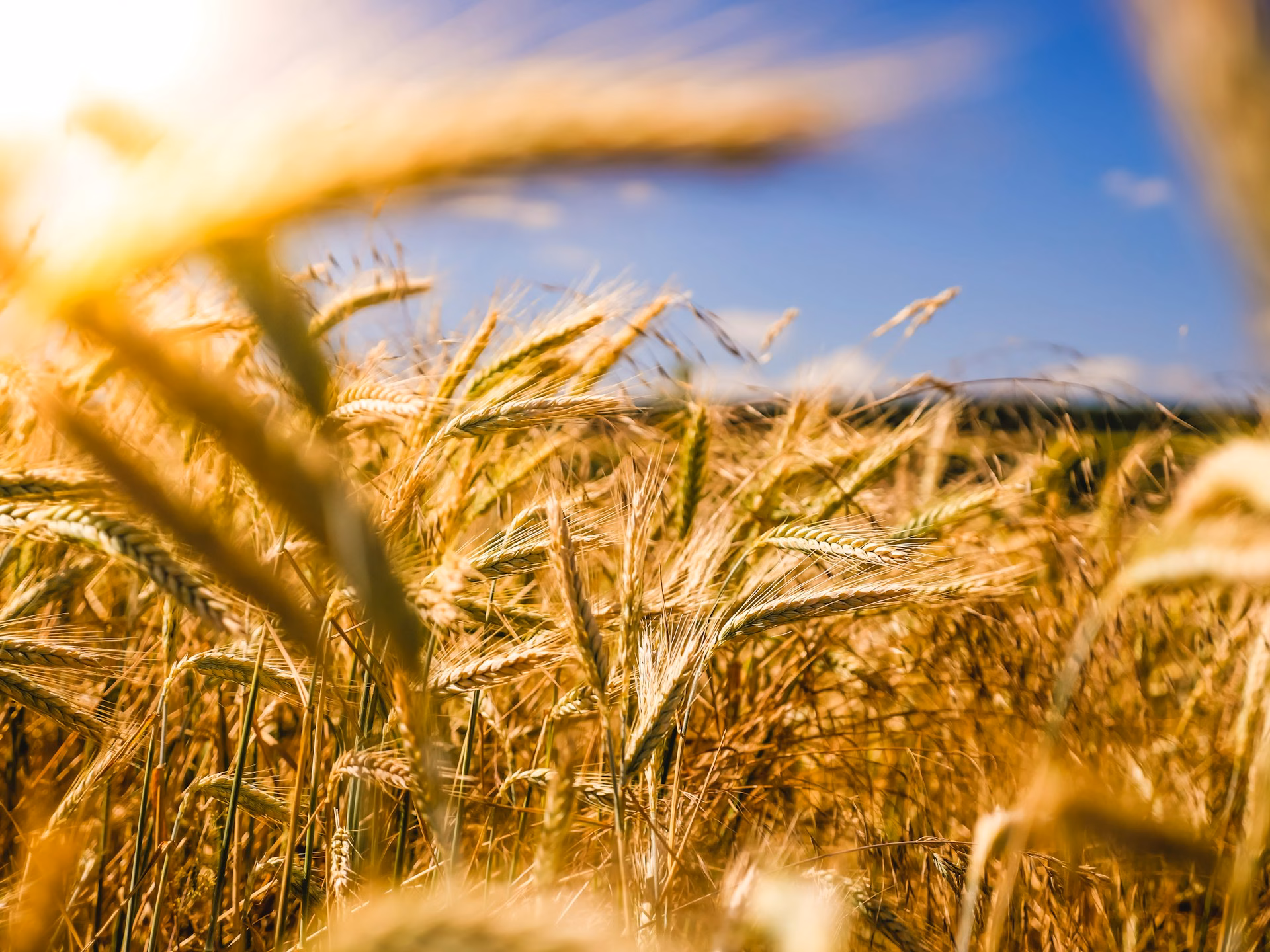 greenwashing in the food industry