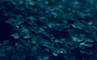 an interview with no plant left behind featured image 2