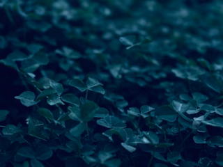 An interview with… No Plant Left Behind