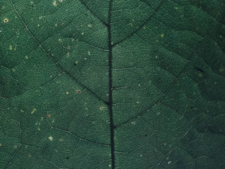 How on earth to do SEO for Ecosia?