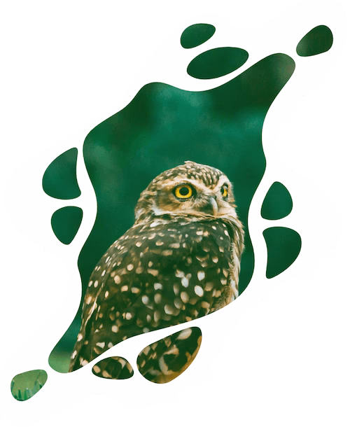 paid search and social ads services banner