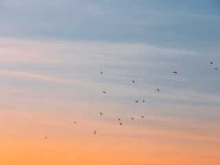 The benefits of social media APIs for sustainable brands